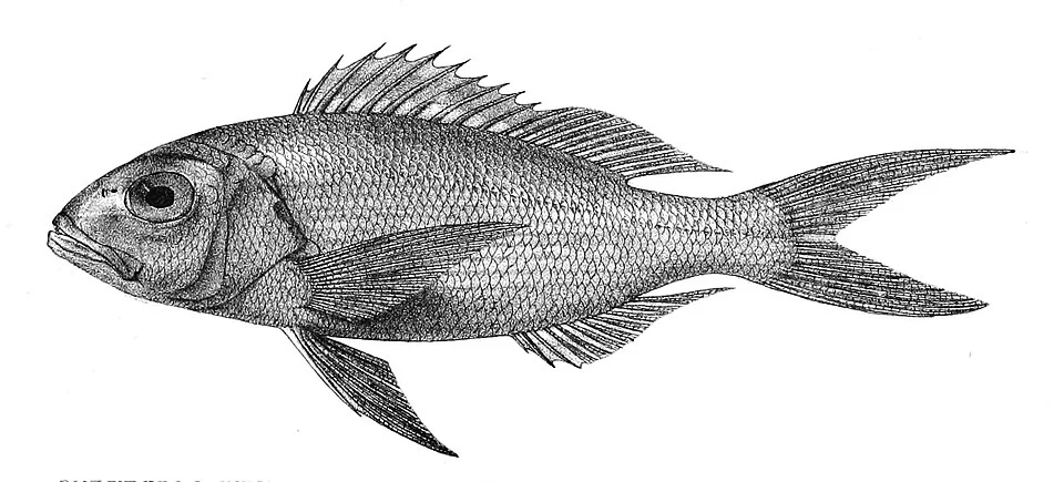 The species names / identity need verification. The original plates showed the fishes facing right and have have been flipped here.
Anthias multidens