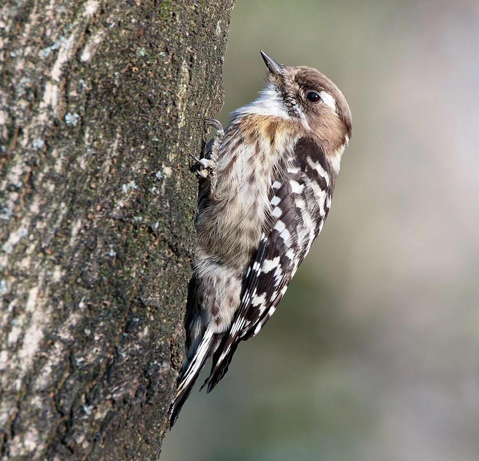 Japanese pygmy woodpecker in Sakai, Osaka.