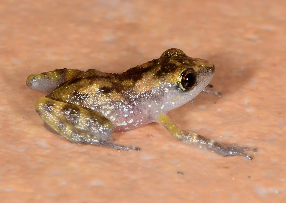 Pale Chirping Frog (Eleutherodactylus pallidus). Species of amphibian.