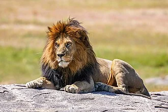 Wild lion (Panthera leo) Snyggve (also known as Bob Junior), son of C-Boy, laying on a lava rock in the Serengeti National Park. Standing on top of the lava rock allows the lion to have a clear view of its territory.