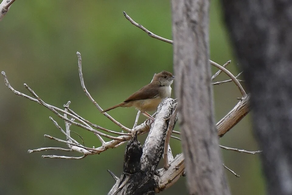 Cisticola rufus, West Gonja, Ghana, 2025-02-23 (iNaturalist).