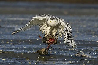A Snowy Owl carries its kill, an American Black Duck, in "the pool" in Biddeford Pool, Maine. (Low Tide)