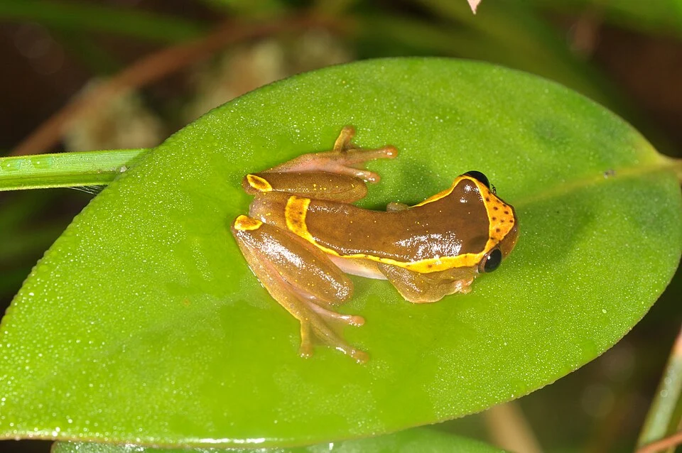 Thanks to Morley Read for ID