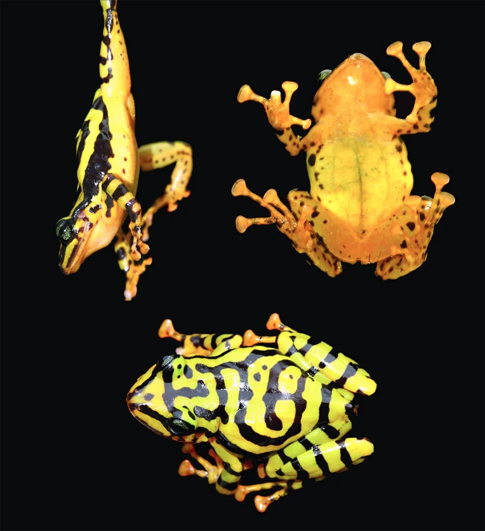Holotype of Pristimantis ecuadorensis, adult female.