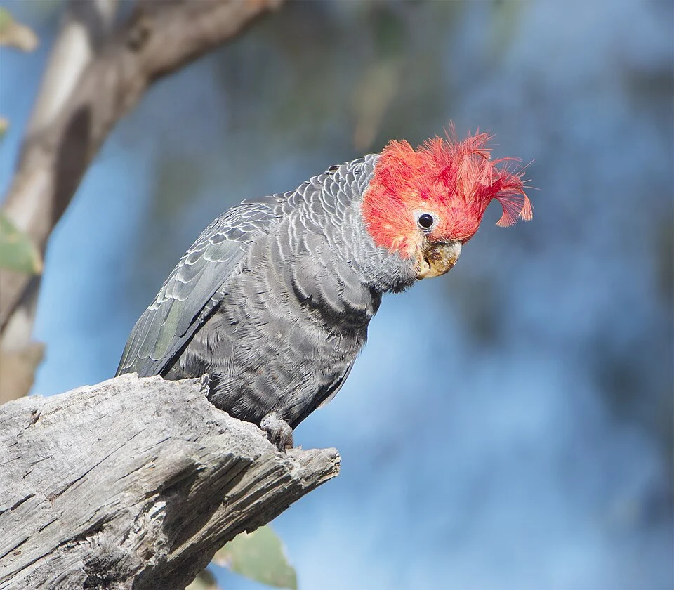 Gang-gang Cockatoo (Callocephalon fimbriatum), Callum Brae, Australian Capital Territory, Australia