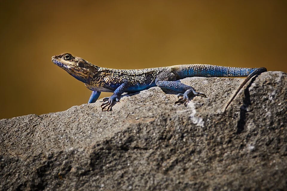 Blue-bellied Ridgeback Agama - Acanthocercus cyanogaster - taken during an overlanding trip to Ethiopia in 2019 - taken by Thomas Fuhrmann, SnowmanStudios - see more pictures on www.snowmanstudios.de
ID verified through https://www.inaturalist.org/observations/151921888