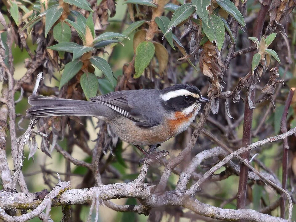 Plain-tailed Warbling-finch, Near Micuypampa [3570m], Celendin-Cajamarca Road, Cajamarca, Peru