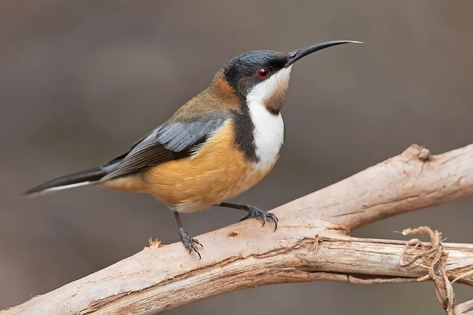 Male eastern spinebill (Acanthorhynchus tenuirostris), Mogo Campground, New South Wales, Australia