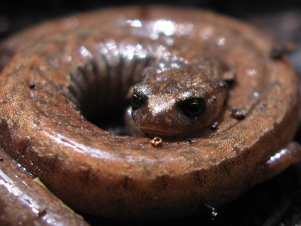California slender salamander (Batrachoseps attenuatus)