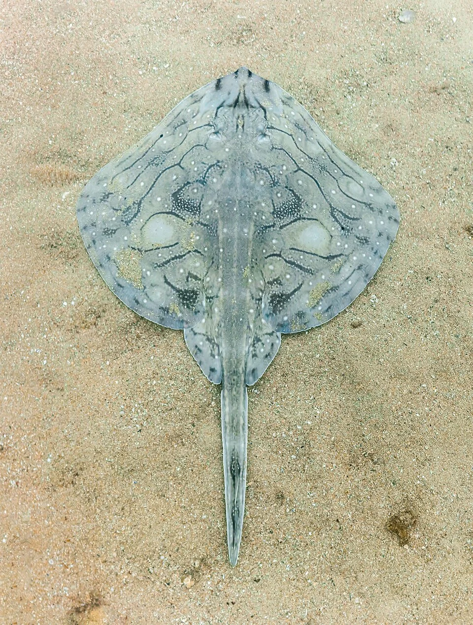 Undulate ray (Raja undulata) of approx 100 centimetres (3.3 ft) length and 10 kilograms (22 lb) weight, Arrábida National Park, Portugal. This species is endangered and is usually found on sandy, muddy or detrital bottoms, mostly at depths of 50–200 m (160-660 ft).