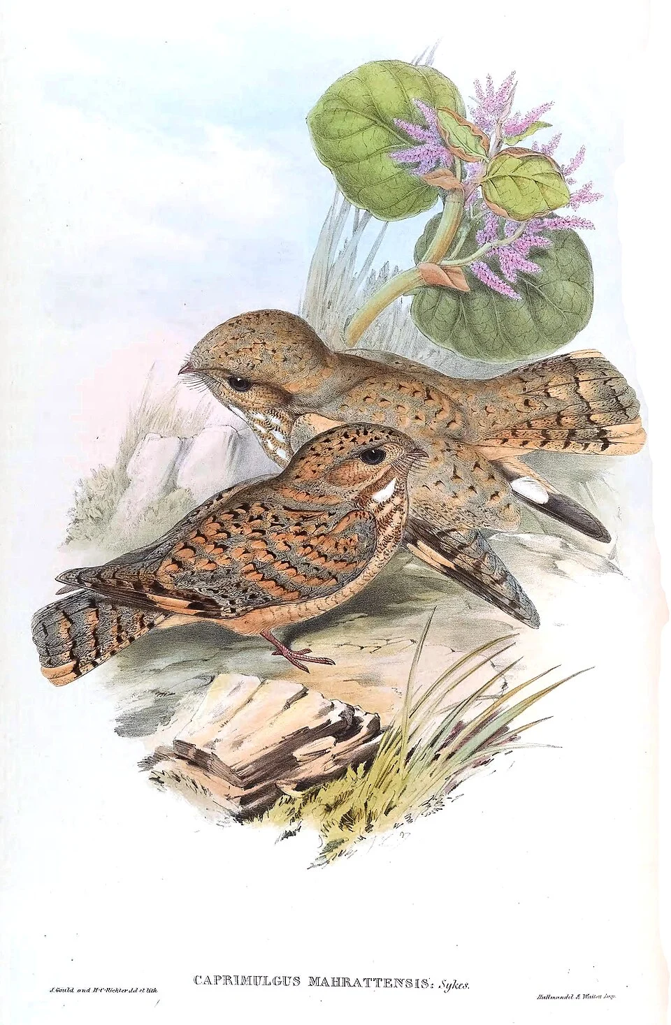 Caprimulgus mahrattensis