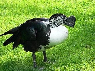 Sarkidiornis sylvicola (Sarkidiornis melanotos sylvicola)