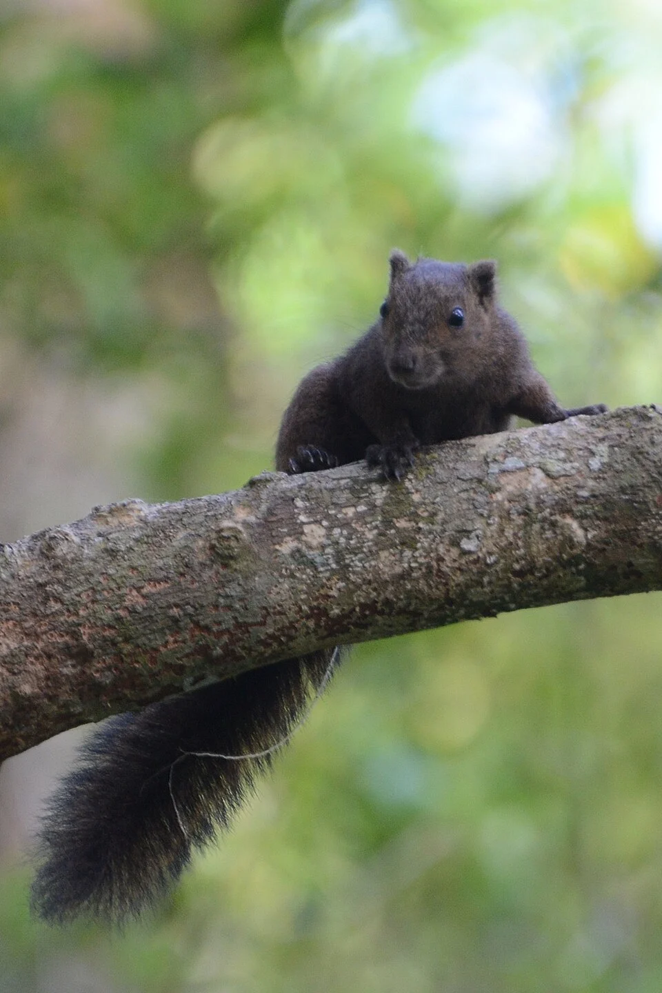 Sanghir squirrel (Prosciurillus rosenbergii) near Lake Kapeta, Siau Island, North Sulawesi