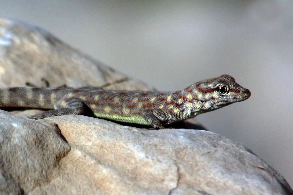 Rock semaphore gecko (Pristurus rupestris) at Zighy Bay in the Musandam Peninsula, Oman