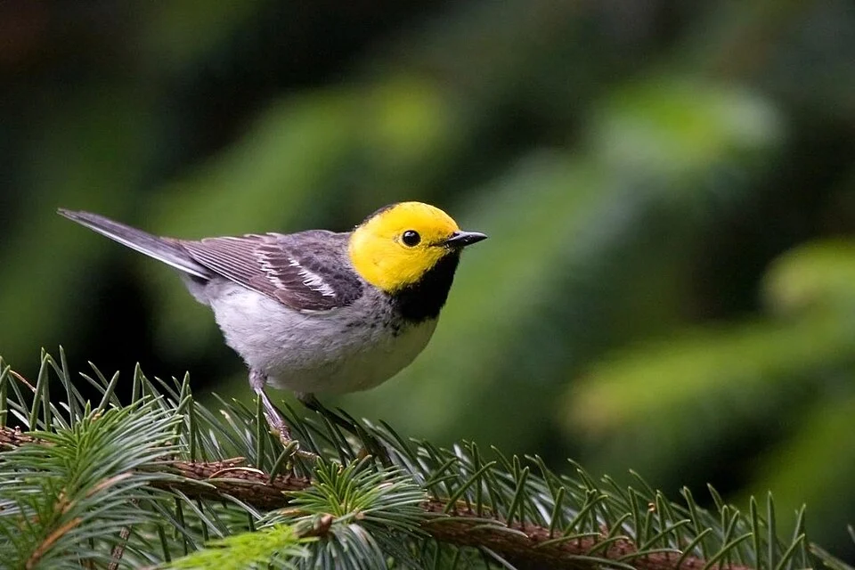 Hermit Warbler (Dendroica occidentalis)
Male at Ecola State Park, Clatsop Co., Oregon (6/21/10)