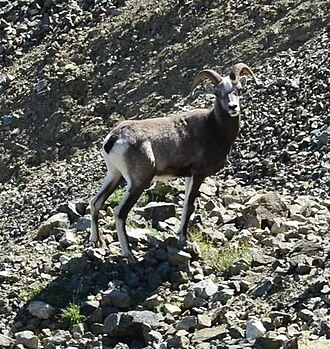 Zoomed in and cropped version of File:Ovis nivicola 258067468.jpg