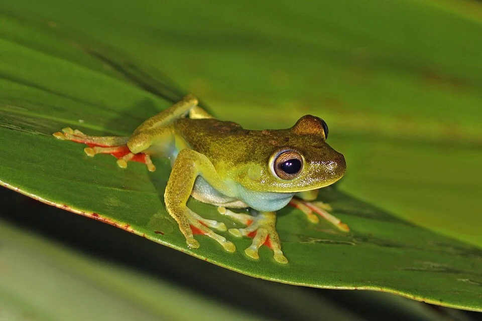 Red-webbed tree (or Canal Zone) frog (Hypsiboas rufitelus), Soberania National Park, Panama