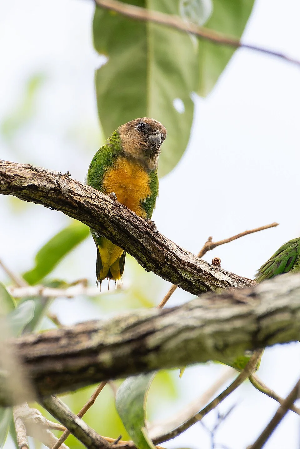 Micropsitta geelvinkiana, Papua, ID, 2022-12-28 (iNaturalist).