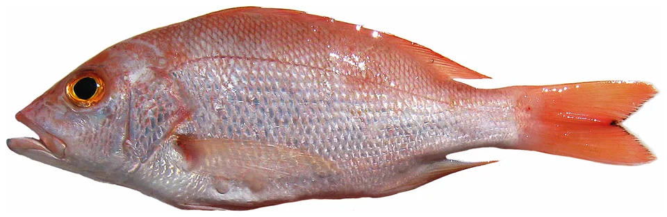 Lutjanus purpureus (Poey, 1866)—Caribbean red snapper, 207 mm SL.
Photo by W Toller.