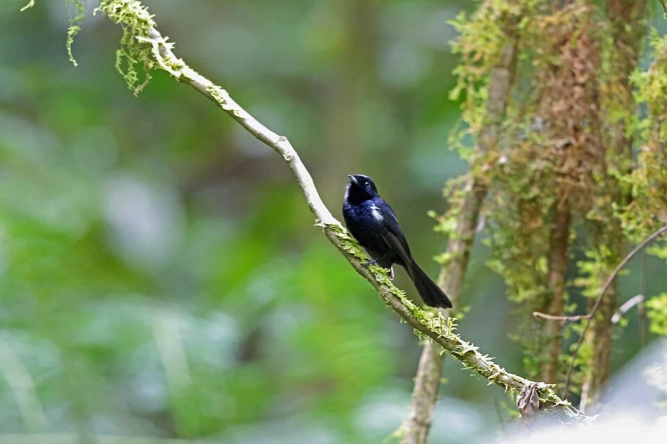 Symposiachrus axillaris, Amsui, West Papua, Indonesia, 2015-08-23 (iNaturalist).