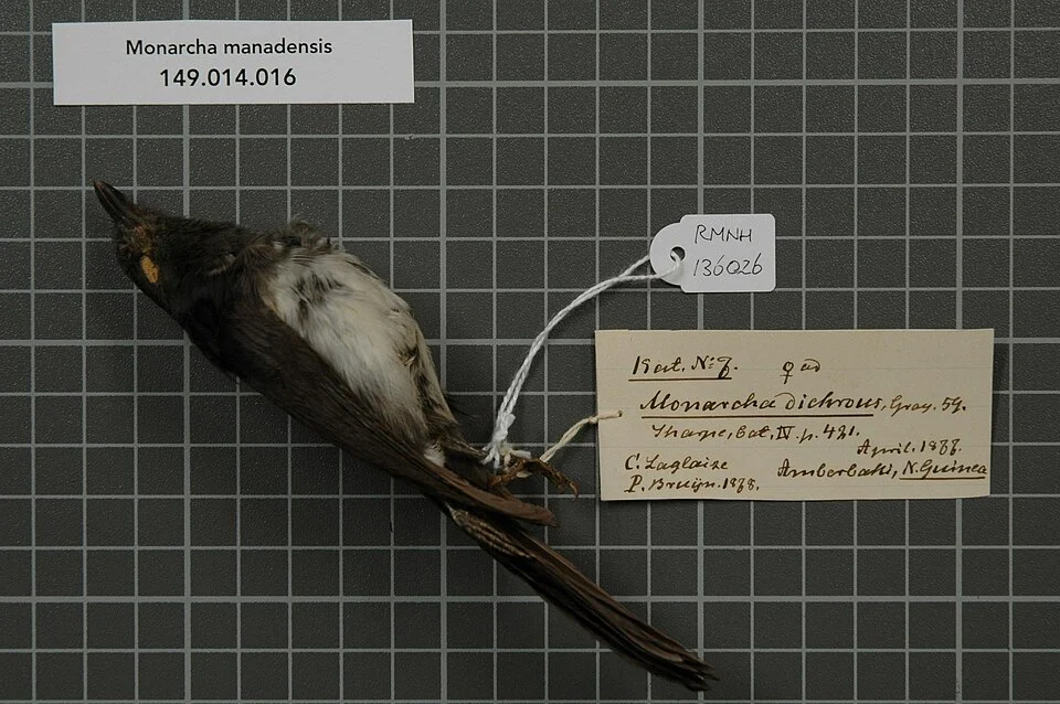 Monarcha manadensis (Quoy & Gaimard, 1830)