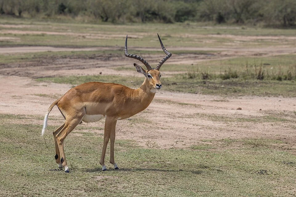 Common impala (Aepyceros melampus melampus) male, Serengeti National Park, Tanzania