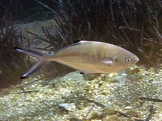 Trachinotus ovatus photographed near Alonissos (Greece).
Photo by Roberto Pillon.