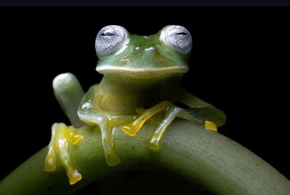 Nymphargus posadae, photographed in Quijos, Ecuador
