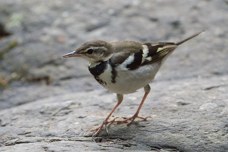 Forest Wagtail (Dendronanthus indicus) at Kaeng Krachan National Park, Thailand