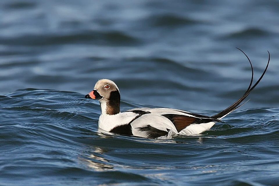 Long-tailed Duck Clangula hyemalis, Long Island, New York