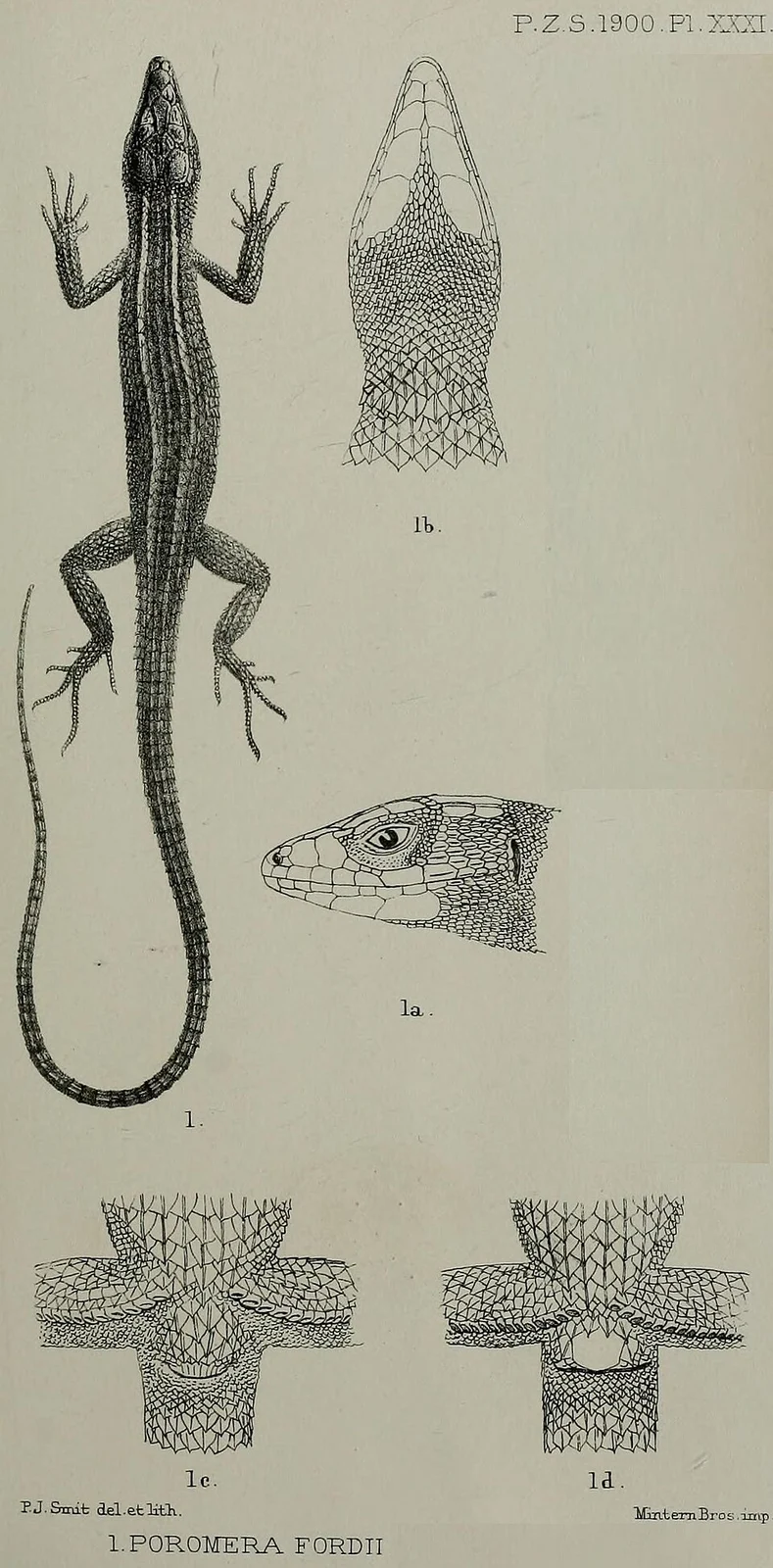 Poromera fordii