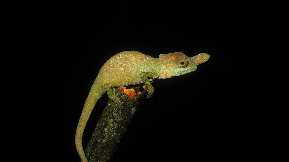 Rednose Dwarf Chameleon (Kinyongia oxyrhina)
