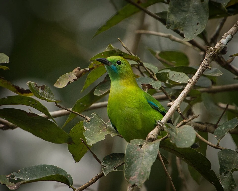 Lesser Green Leafbird (Chloropsis cyanopogon) at Kaeng Krachan National Park, Phetchaburi Thailand