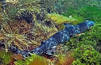 Varied carpetshark (Parascyllium variolatum) in Port Phillip Bay, Victoria.