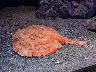 アカグツ。沼津港深海水族館飼育展示個体。