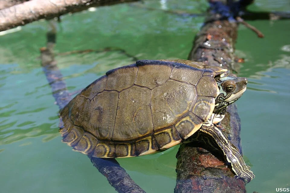 USGS researchers discovered a new species of turtle. The Pearl River map turtle makes its home in the Pearl River of Louisiana and Mississippi.