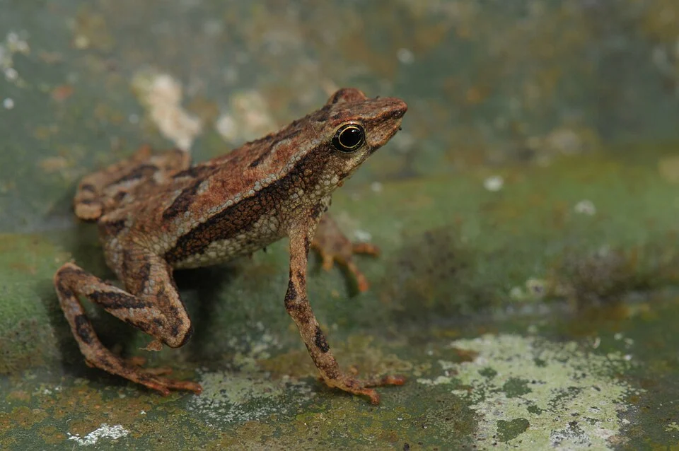 Sapo - de - bromélia - Dendrophryniscus brevipollicatus - Espécie endêmica da Mata Atlântica, cujo ciclo de vida é completamente dependente de bromélia.