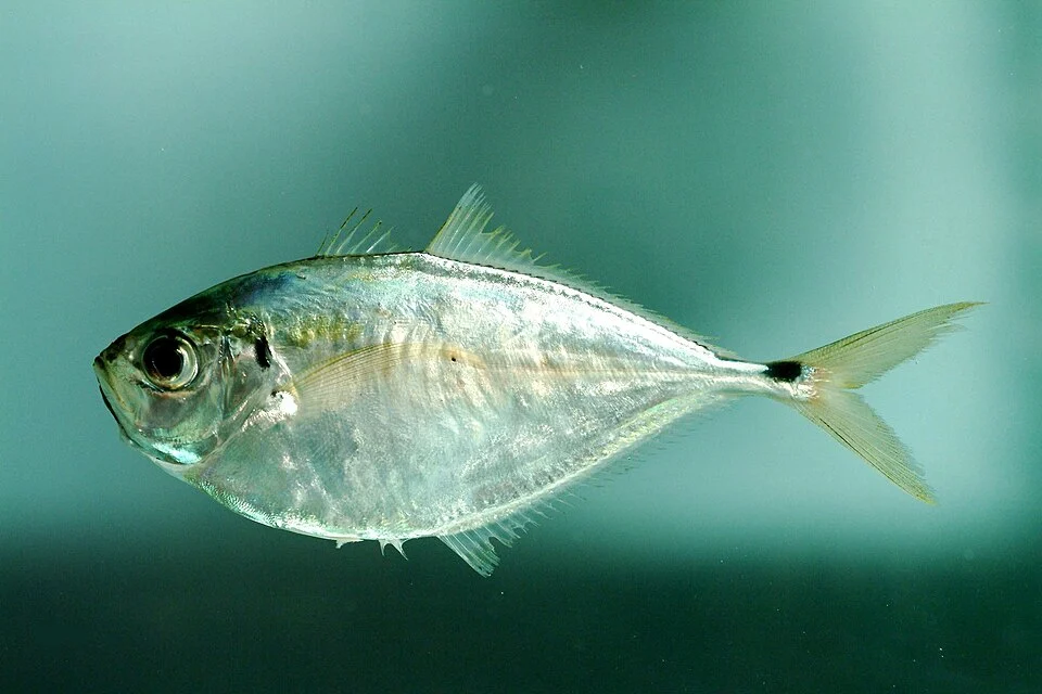 Chloroscombrus chrysurus from the Gulf of Mexico