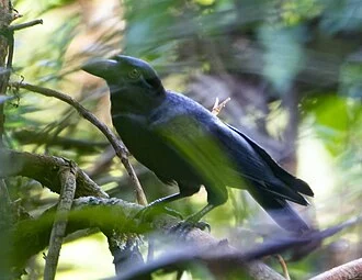 The first ever close up shot of a Samar Crow. Photographed in Paranas by Enrico Legaspi.