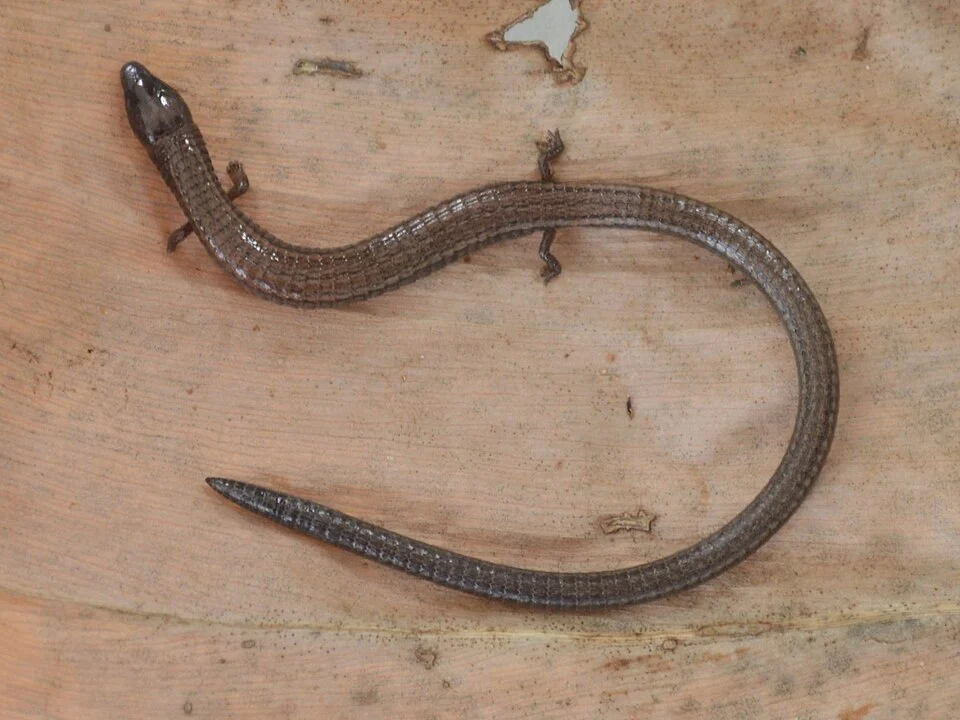 Trinidad Worm Lizard (Bachia trinitatis) . Species of reptile.