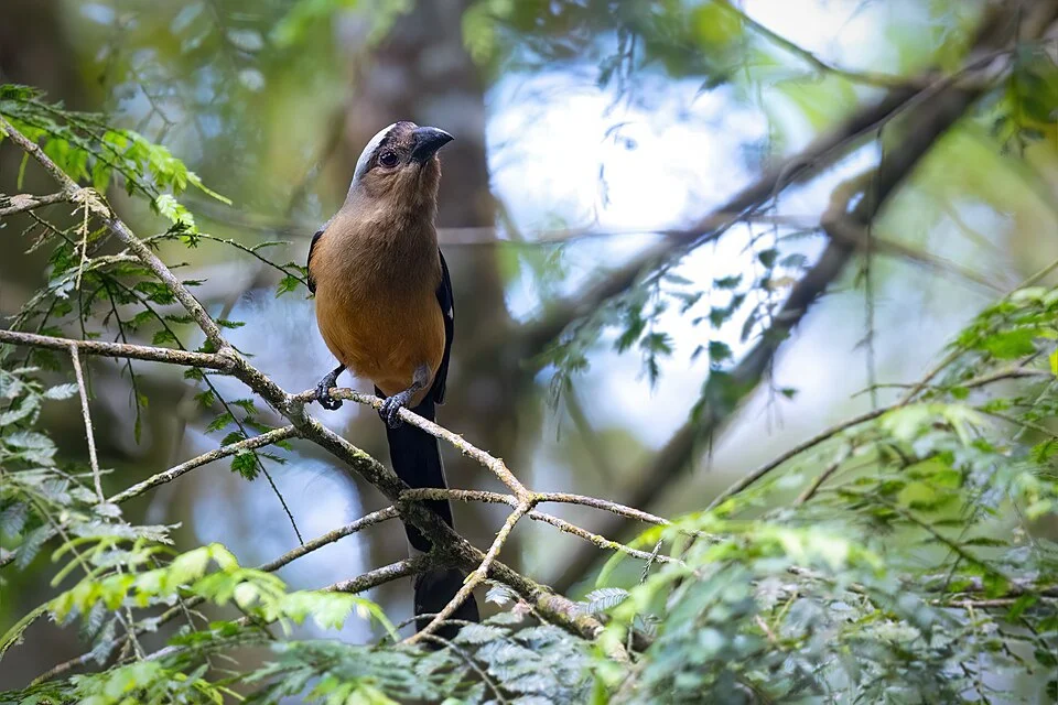 Bornean Treepie, Mount Kinubalu