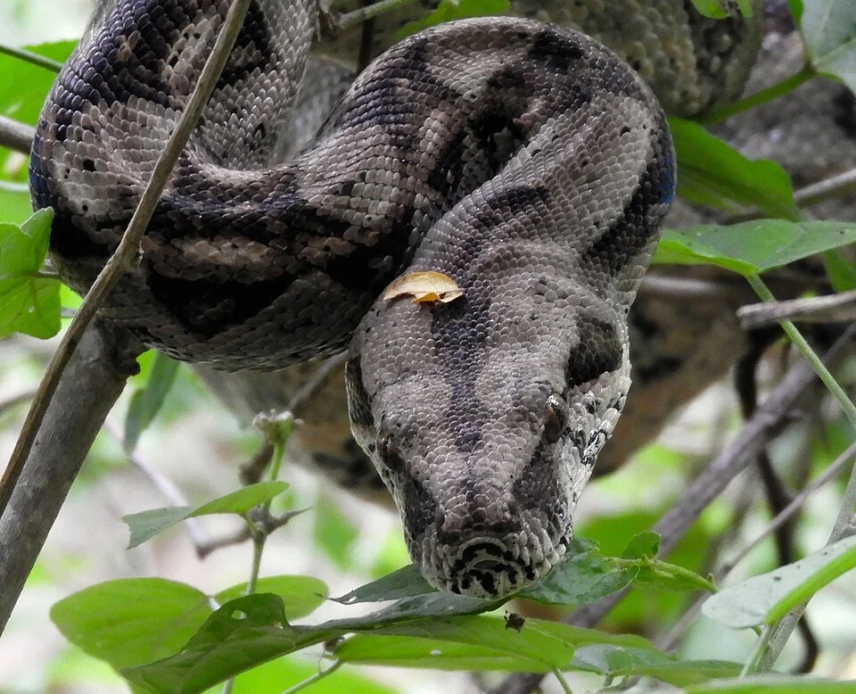 Mexican West Coast Boa (Boa sigma)