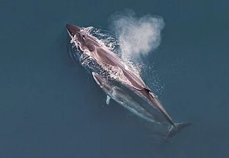 Sei whale (Balaenoptera borealis) mother and calf as seen from the air.
The original NOAA image has been modified by cropping.