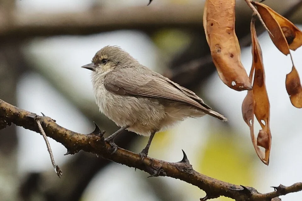 Anthoscopus musculus, West Arsi, Ethiopia, 2023-03-15 (iNaturalist).