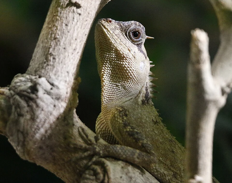 Mountain horned dragon Acanthosaura murphyi in Prague Zoo, Czech Republic