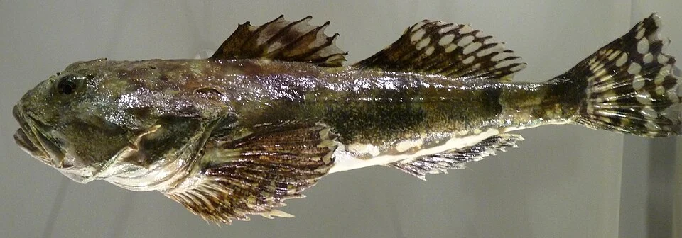 Myoxocephalus stelleri