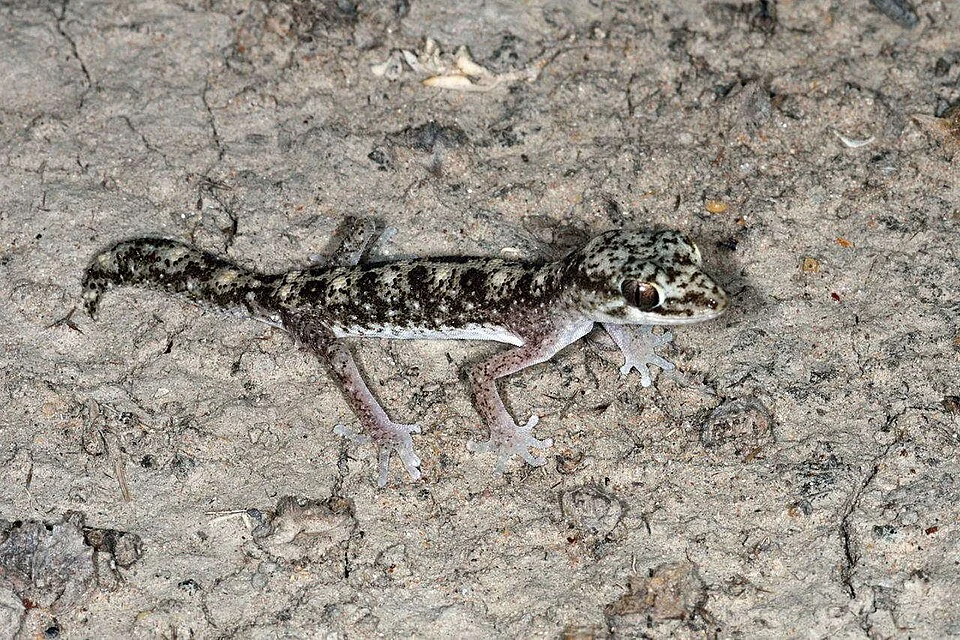 Tesselated Gecko (Diplodactylus tessellatus)