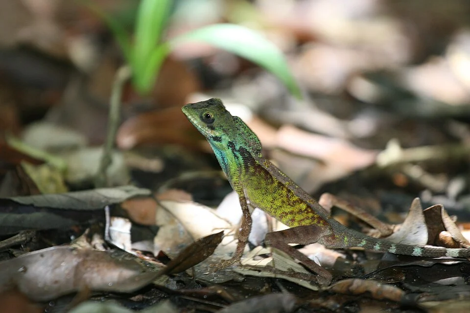 Otocryptis nigristimata at Kandalama