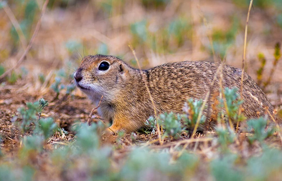 Little Ground Squirrel (Spermophilus pygmaeus)