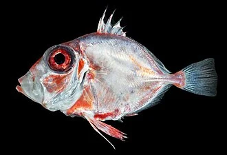 Cyttopsis rosea
